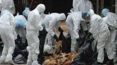 فرنسا تعلن ظهور إصابات بمرض إنفلونزا الطيور