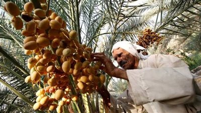 بعد تسجيلها في اليونسكو.. كيف لعبت 