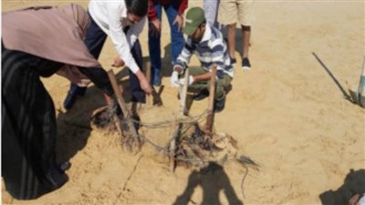 وزير التعليم العالى والبحث العلمى يتلقى تقريرا حول إيجاد دولفين نافق بشاطئ الأدبية بالسويس 