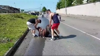 مهر ينهار على الطريق بسبب حرارة الجو (فيديو)