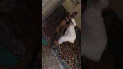 بالفيديو.. رد فعل شاب خليجي أطلق عليه أصدقائه كلب «بوليسي»