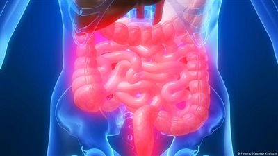 اكتشاف بكتيريا معوية تساهم في الوقاية من حساسية الطعام