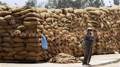 زراعة الوادي الجديد: توريد 170 ألف طن قمح