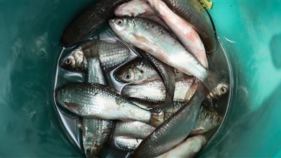 بالصور.. وجبة تايلاندية تزيد من مخاطر الإصابة بالسرطان