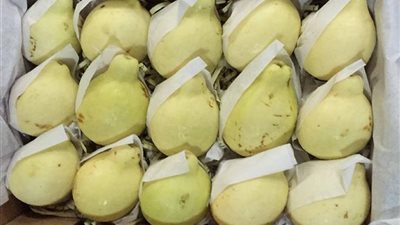 «التصديري للحاصلات الزراعية»: ضعف صادرات الجوافة المصرية للبحرين