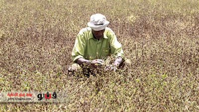 الحكومة تعلن عن أسعار توريد القمح