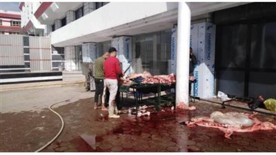 مصطفى فتحي يذبح عجلا في الزمالك