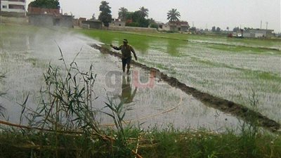 إزالة 20 فدانا أرز مخالف في الإسماعيلية (صور)