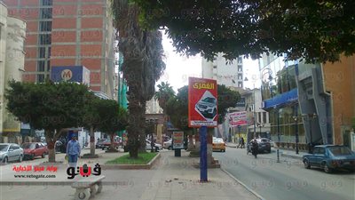 بالصور.. أطفال الإسماعيلية يشاركون في زراعة ميادين المحافظة