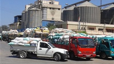 توريد 107 آلاف و142 طن قمح في كفر الشيخ