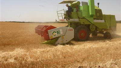 توزيع 288 طن تقاوى كيماوى بالكوبونات على مزارعى الوادى الجديد