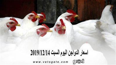 اسعار الدواجن اليوم السبت 2019/12/14