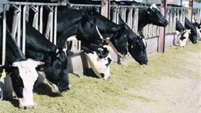 افتتاح المؤتمر العلمى الرابع للنهوض بالثروة الحيوانية في مصر