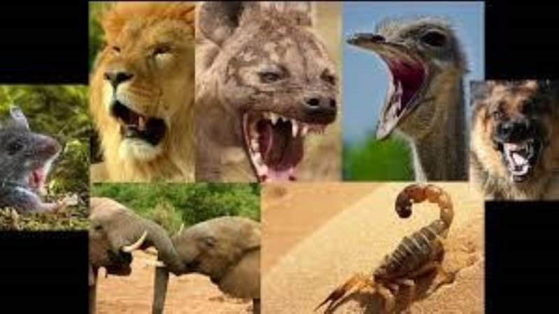 رؤية الحيوانات في