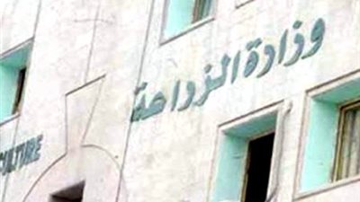 الزراعة تطرح الأرز بـ 4.5 جنيهات للكيلو في منافذها