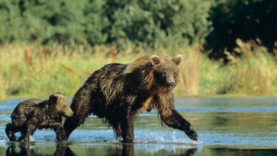 رجل يضايق دبة وصغيريها في ولاية ألاسكا الأمريكية