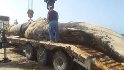 «البيئة»: انتهاء عملية الدفن الصحي للحوت النافق بمطروح