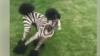 بالفيديو.. كلب يتحول لحمار وحشي يثير ضجة