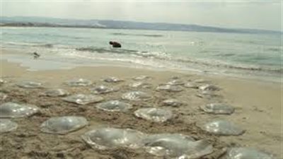 البيئة تنفي وجود قناديل سامة على الشواطئ