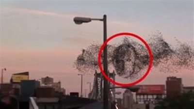 بالفيديو.. سرب من الطيور يرسم وجه «بوتين» في سماء أمريكا