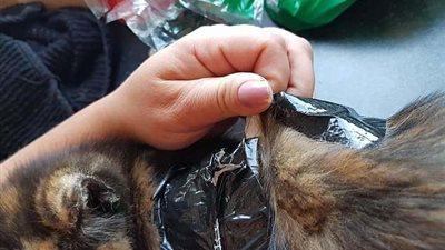 ربط قطة بشريط لاصق لاستخدامها كطعم لصيد الكلاب (صور)