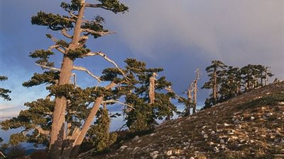 اكتشاف أقدم غابة بالعالم في إيطاليا (صور)