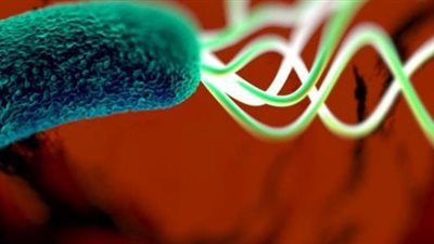 دراسة تتوصل إلى وجود صلة بين بكتيريا الأمعاء والعاطفة