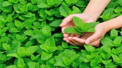 تفسير حلم رؤية النعناع في المنام| ما معنى شرب النعناع في الحلم للمتزوجة والحامل؟