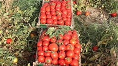 نقيب الفلاحين: 