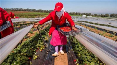 تأسيسة اتحاد منتجي الفراولة تتلقي طلب مزارعي البحيرة في الانضمام إليهم