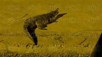 أمن الجيزة يكشف تفاصيل العثور على تمساح بشوارع 