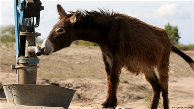 عشرة حمير «دفع رباعي!».. هدية من فرنسا تثير جدلا في رواندا