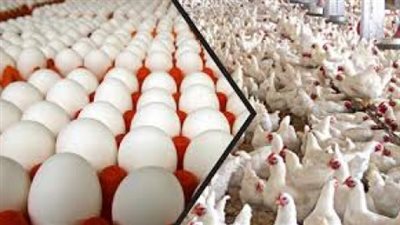 الدواجن بـ25 جنيها وكرتونة البيض تسجل 38 في الأسواق