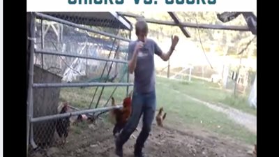 بالفيديو.. ديوك تتسبب في مواقف محرجة لأصحابها