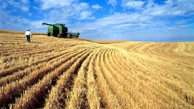 «زراعة الإسكندرية»: توريد 175 ألف طن قمح للشون