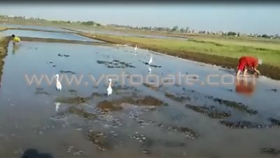 بالصور.. غضب فلاحي الغربية بسبب ري الأرز بمياه الصرف الصحي