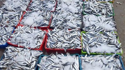 شعبة الأسماك: 20% زيادة فى الطلب على الأسماك واستقرار في الأسعار