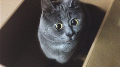 بالصور.. «القط المندهش» يخيب توقعات الأطباء ويجذب آلاف المعجبين