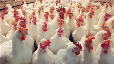 الدواجن البيضاء تسجل 29 جنيهًا في الأسواق