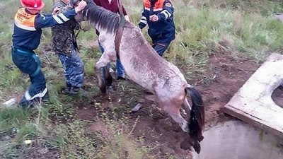 انتشال حصان سقط ببئر عميقة (فيديو وصور)