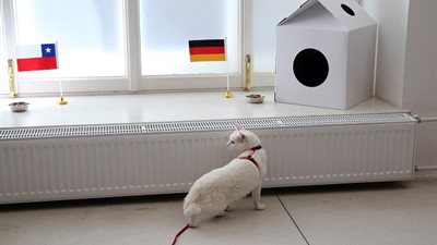 قط يتوقع فوز ألمانيا ببطولة كأس القارات على حساب تشيلي