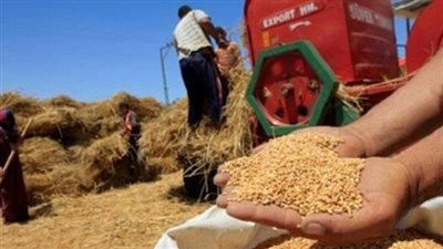 توريد 150 ألفا و234 طنا من القمح المحلي لشون وصوامع كفر الشيخ