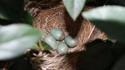 ظهور المبيد الحشري مجددا في بيض إحدى المزارع بهولندا