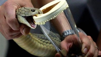 سم الأفاعى والنحل لديه نفس تأثير البوتكس في التغلب على التجاعيد