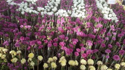 افتتاح معرض زهور الخريف بالقناطر بحضور رئيس مصلحة الري (صور)