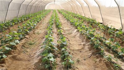 بدء موسم حصاد الطماطم في جبال قنا (صور)