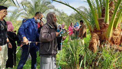 دعم 50% من تكلفة مكافحه سوسة النخيل الحمراء بالوادى الجديد