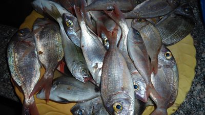 «سمك مرجان» يسجل 16جنيها بسوق العبور