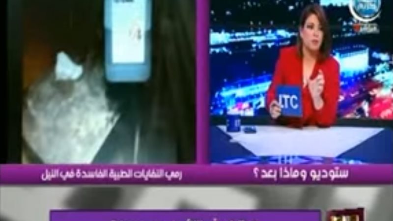 فيتو
