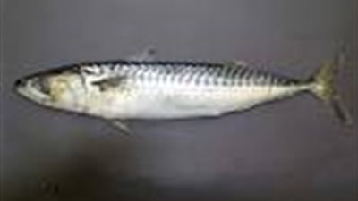 «سمك الماكريل» ضرورى لصحة أطفالك